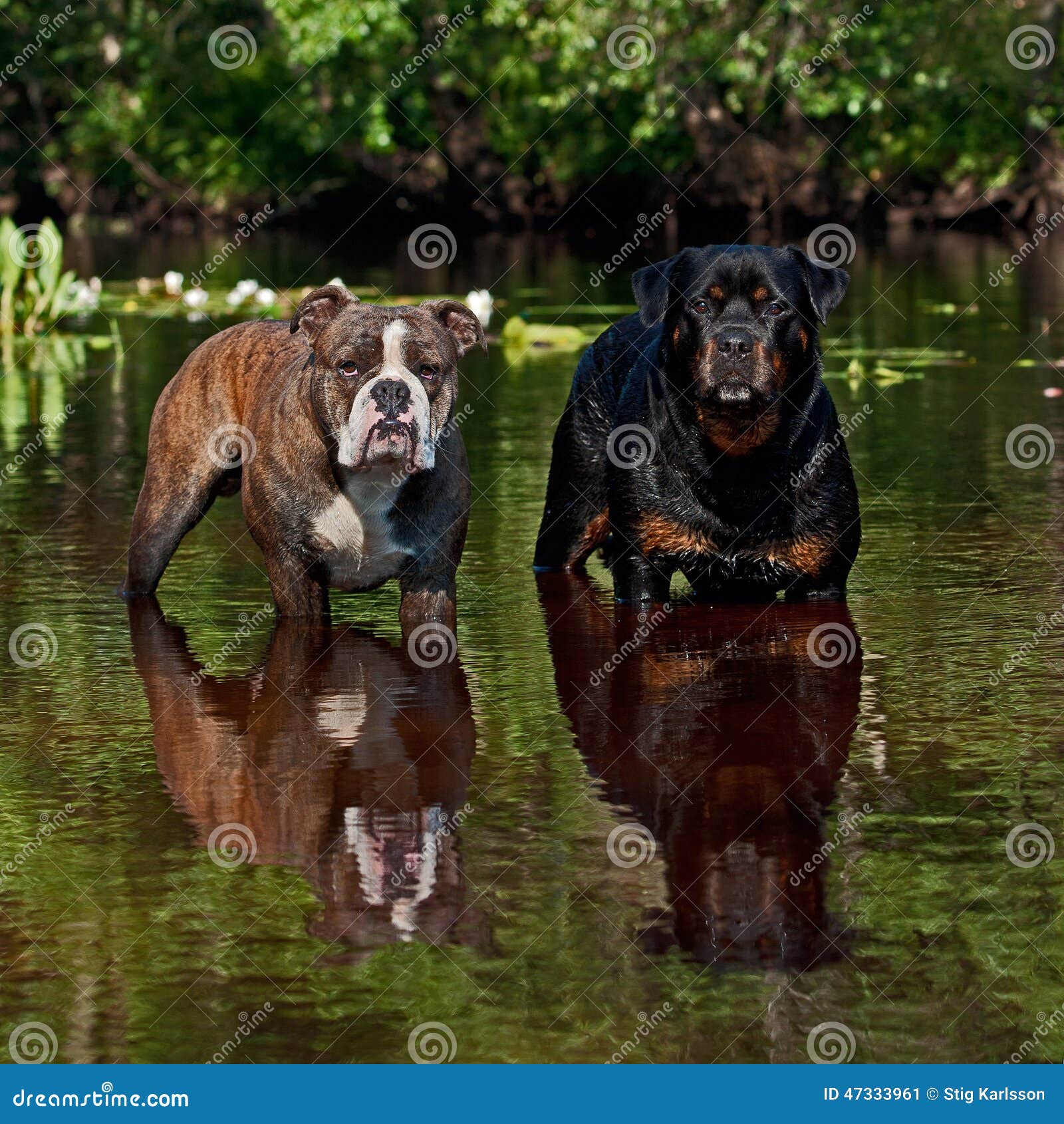 Bulldogg And Rottweiler On A River Stock Image Image of