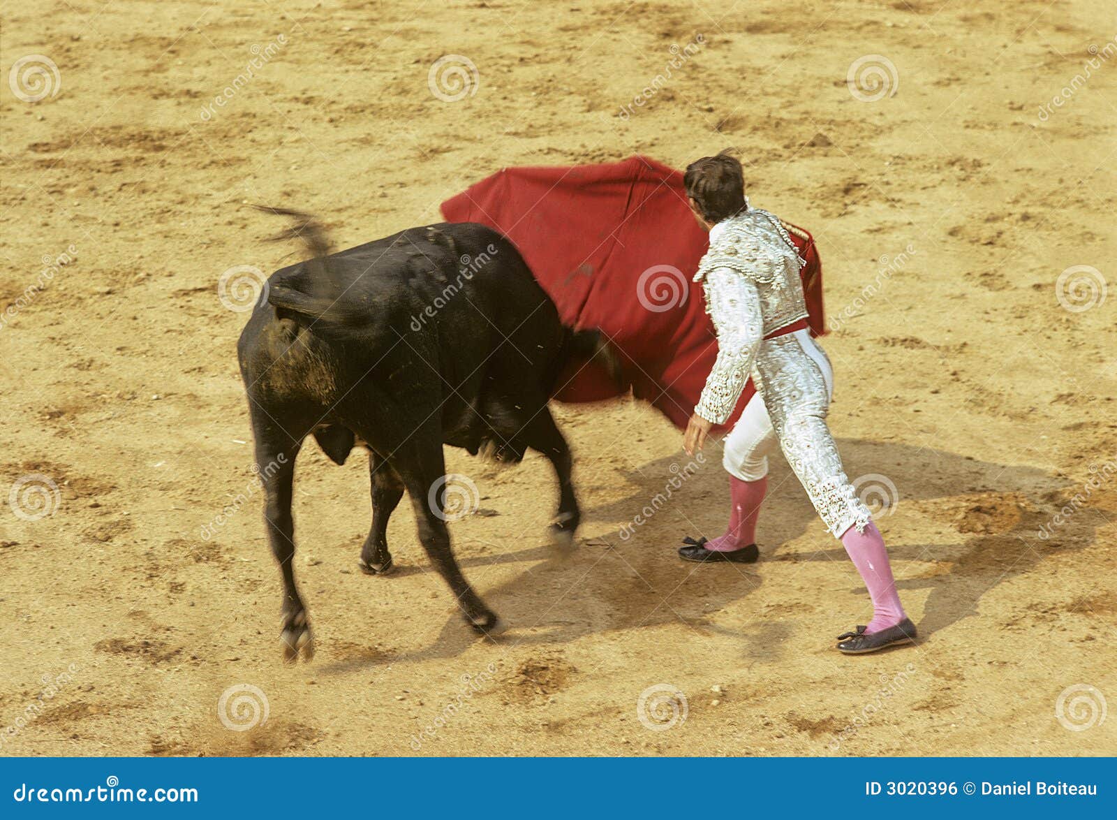 Bull rushing on the red flag during a corrida bullfight.