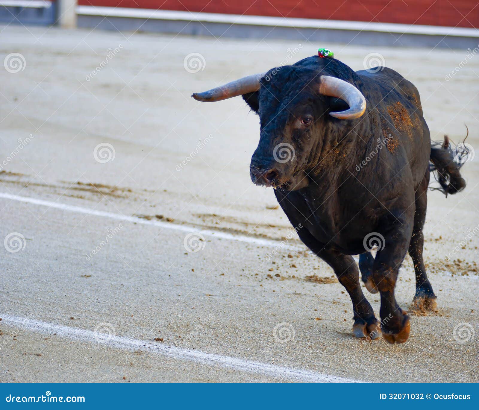 bullfighting. spanish fiesta