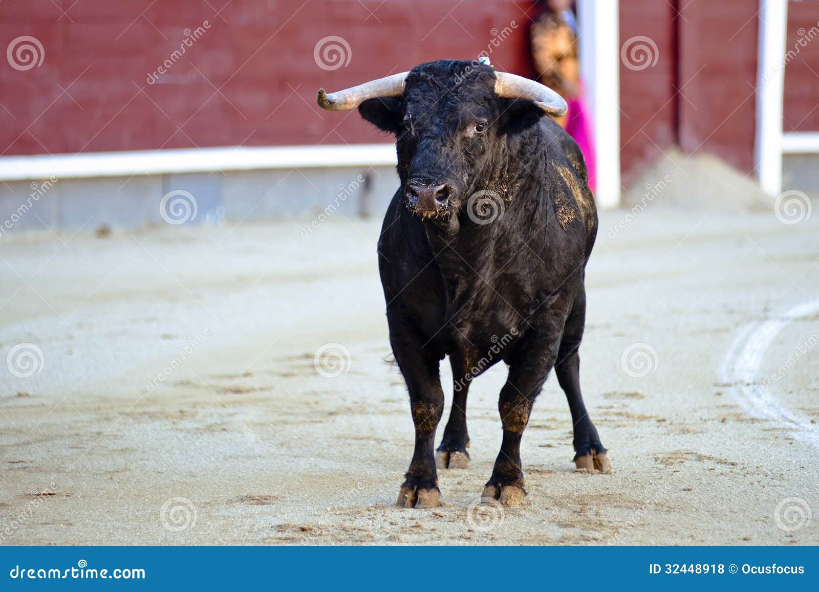 bullfighting. spanish fiesta