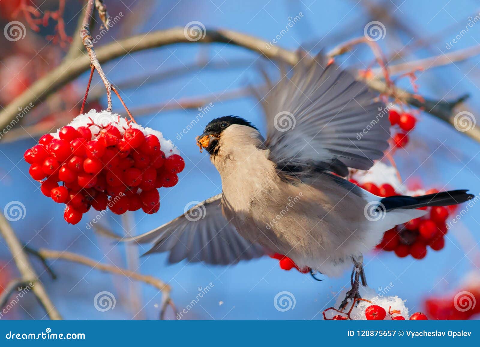 Синяя птица рябины цвет. Ягоды рябины зимой. Снегирь ест ягоды. Птица на цветущей рябине. Снегири на снегу.