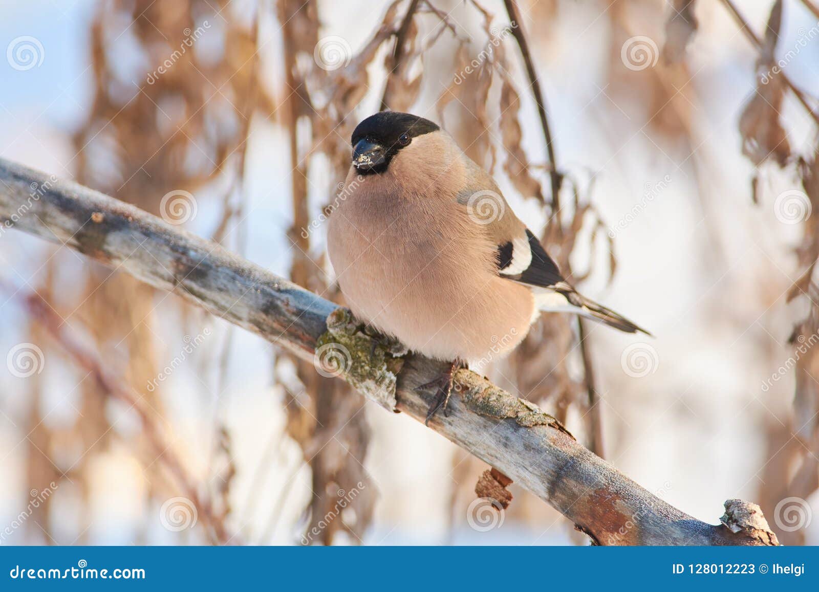 bullfinch sits on a branch with fallen bark in a forest park on