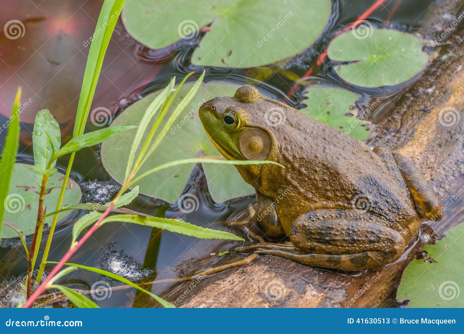 Bullfrog. Ochsenfrosch, der auf einer Anmeldung einen Sumpf sitzt