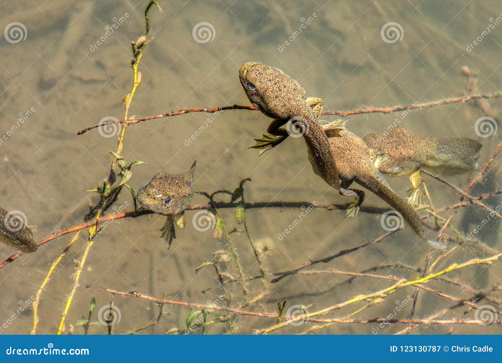 Bullfrog Tadpoles Stock Photography 156576044