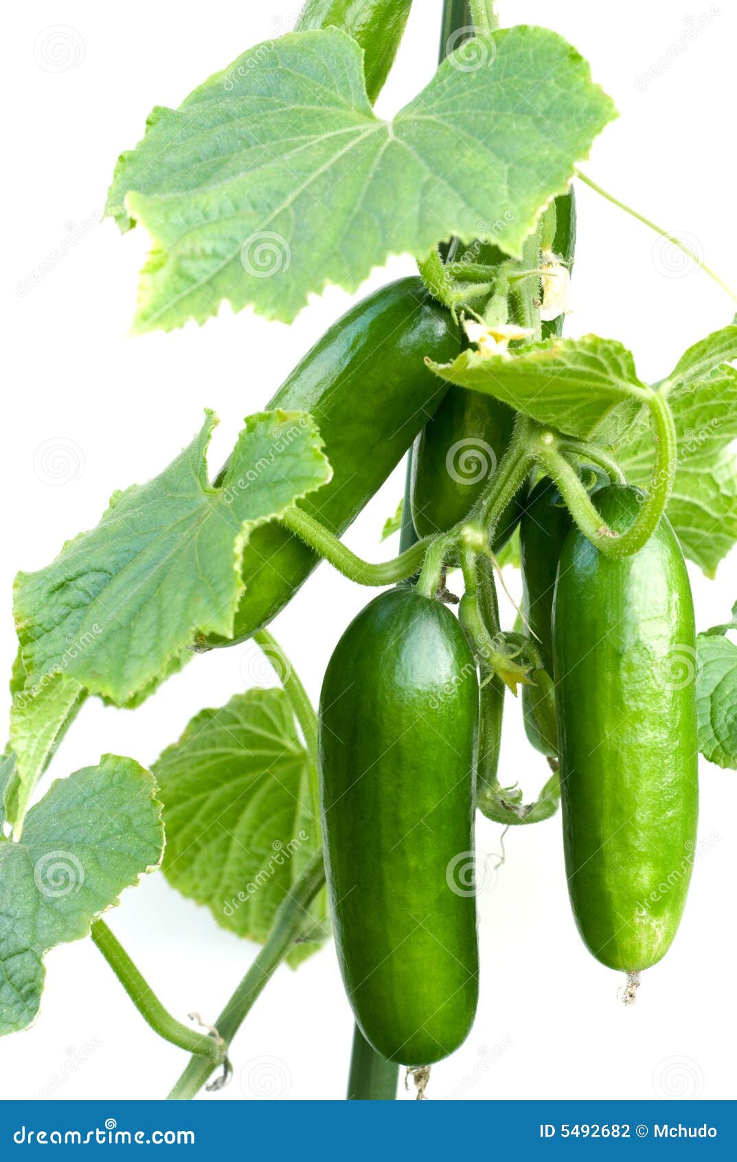 bullish cucumbers