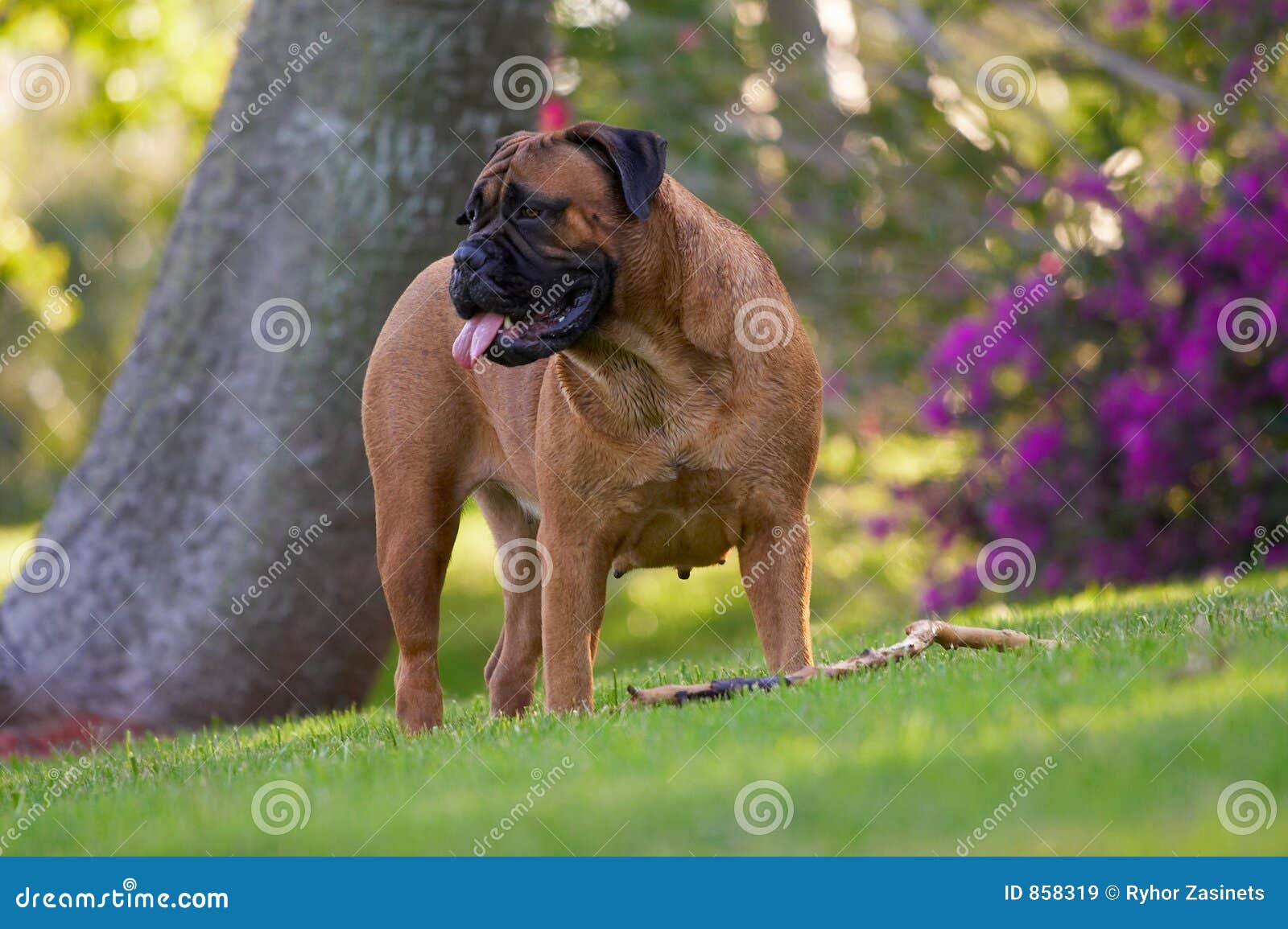 Bullmastiff stock image. Image of bullmastiff lawn dogs 858319