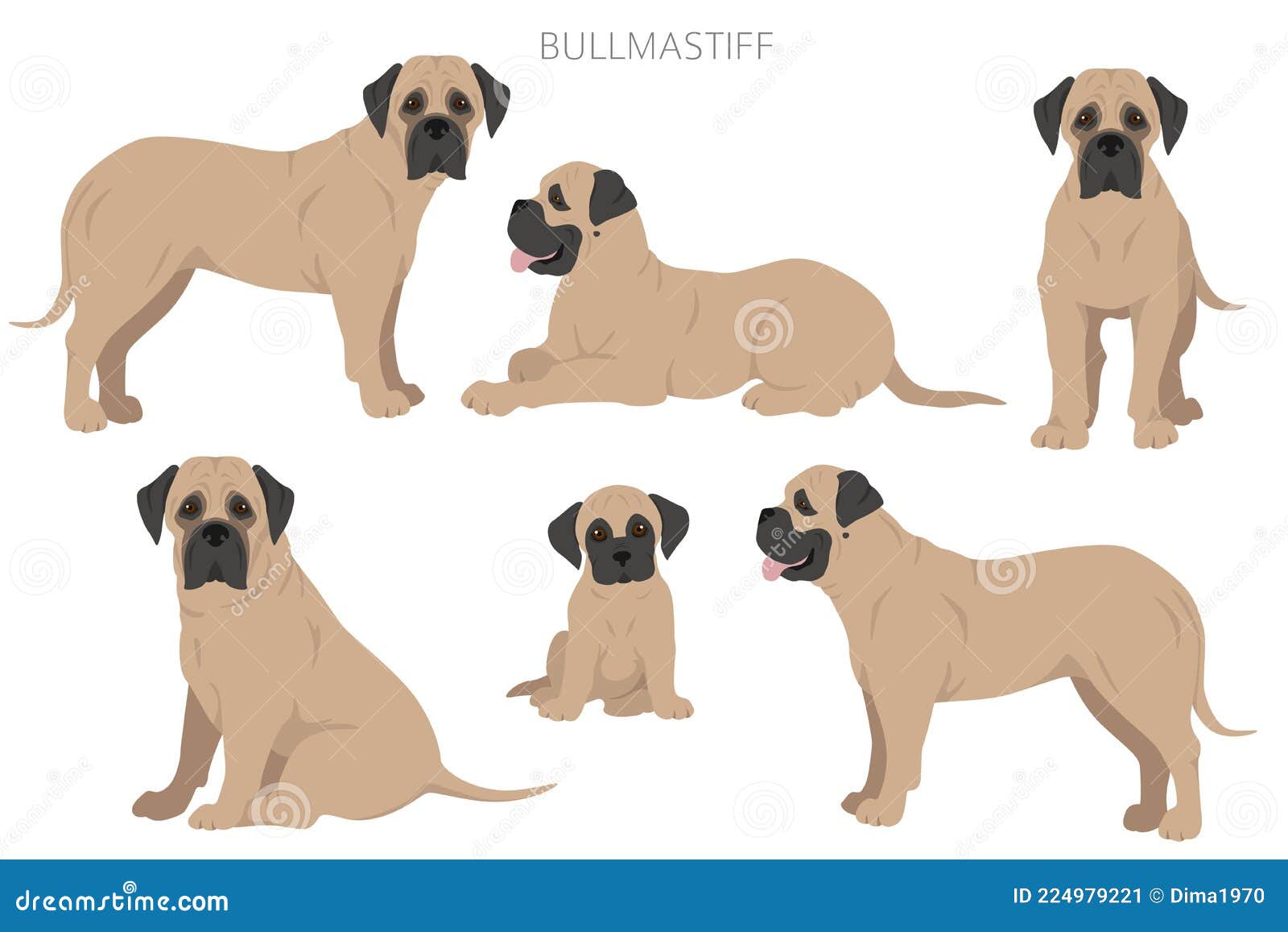 Brindle English Mastiff Stock Illustrations 5 Brindle English Mastiff