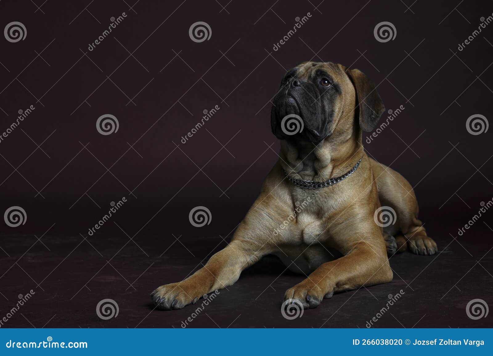 bullmastiff dog in front of a red background in the studio