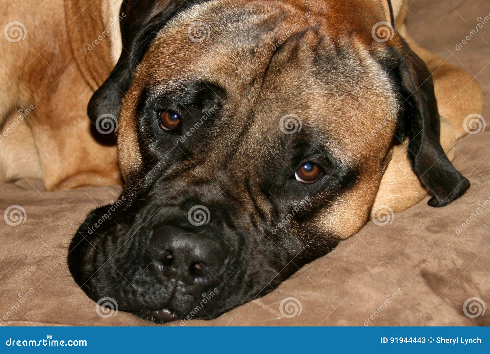 Bullmastiff Dog Laying Down Stock Image Image of black, mastiff 91944443