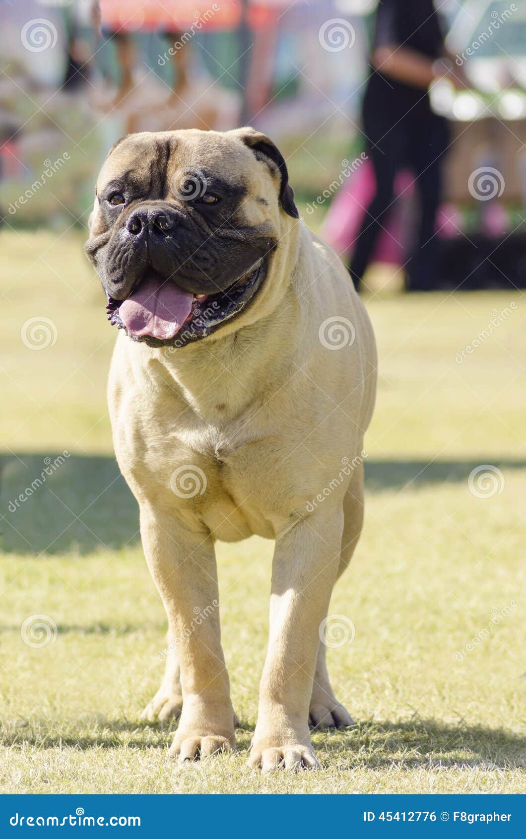 are bullmastiffs intelligent dogs