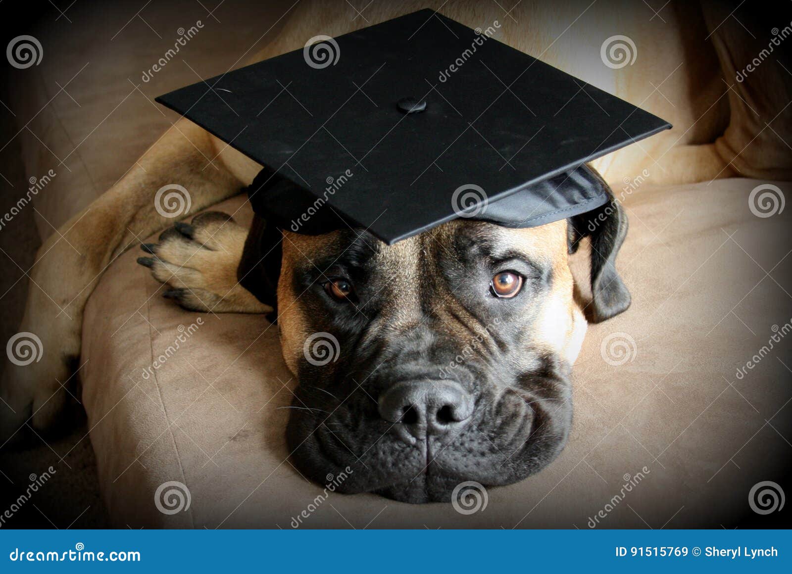 cocker spaniel Dogs standing in a line, wearing graduation caps and gowns,  with a proud look on their faces illustration generative ai 23945276 Stock  Photo at Vecteezy