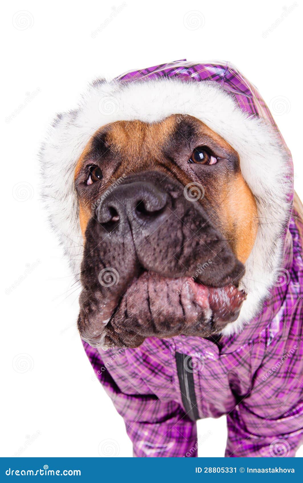 bullmastiff clothes