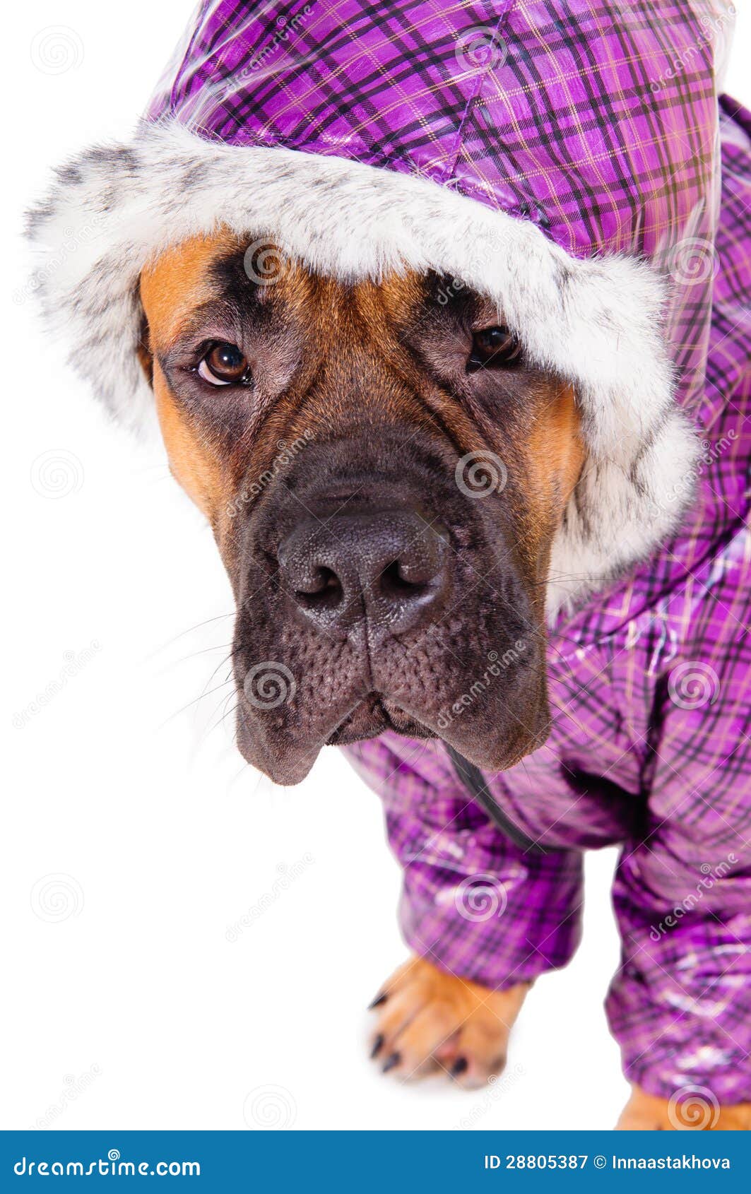 bullmastiff clothes