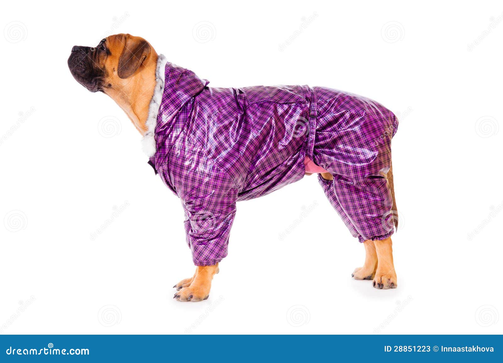 Bullmastiff puppy dressed stock image. Image of beautiful 28851223
