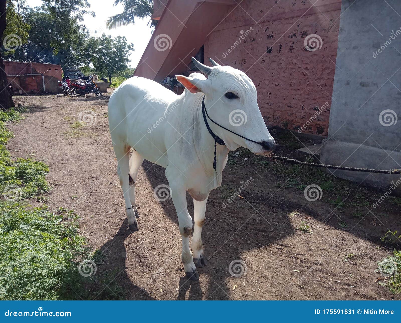 Former Village Ox Used for Bail Gadi Race in Jatra Editorial Photo - Image  of former, bailgadi: 175591831