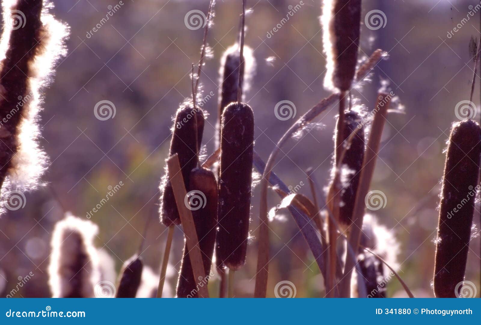 bullrushes