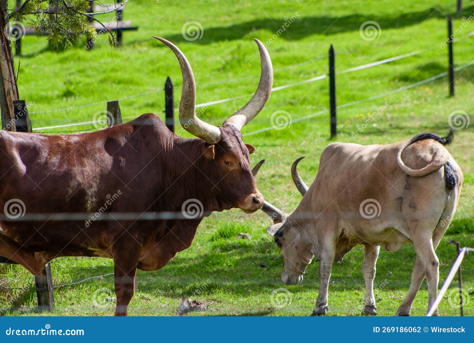 Bulls with big horns stock photo. Image of mammal, wild 269186062