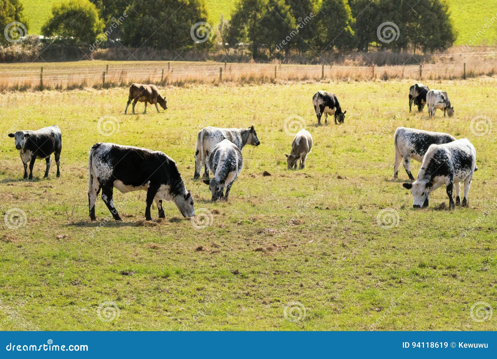 bulls, calves in white streaked with black spot on skin grazing