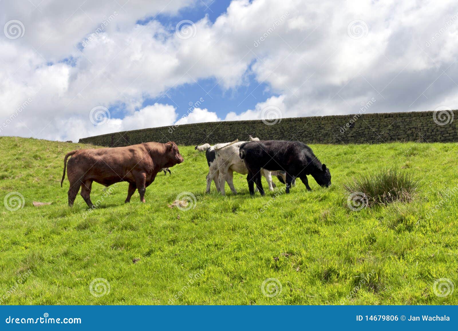 Bulls farm stock photo. Image of farmland, bovine, cattle 14679806