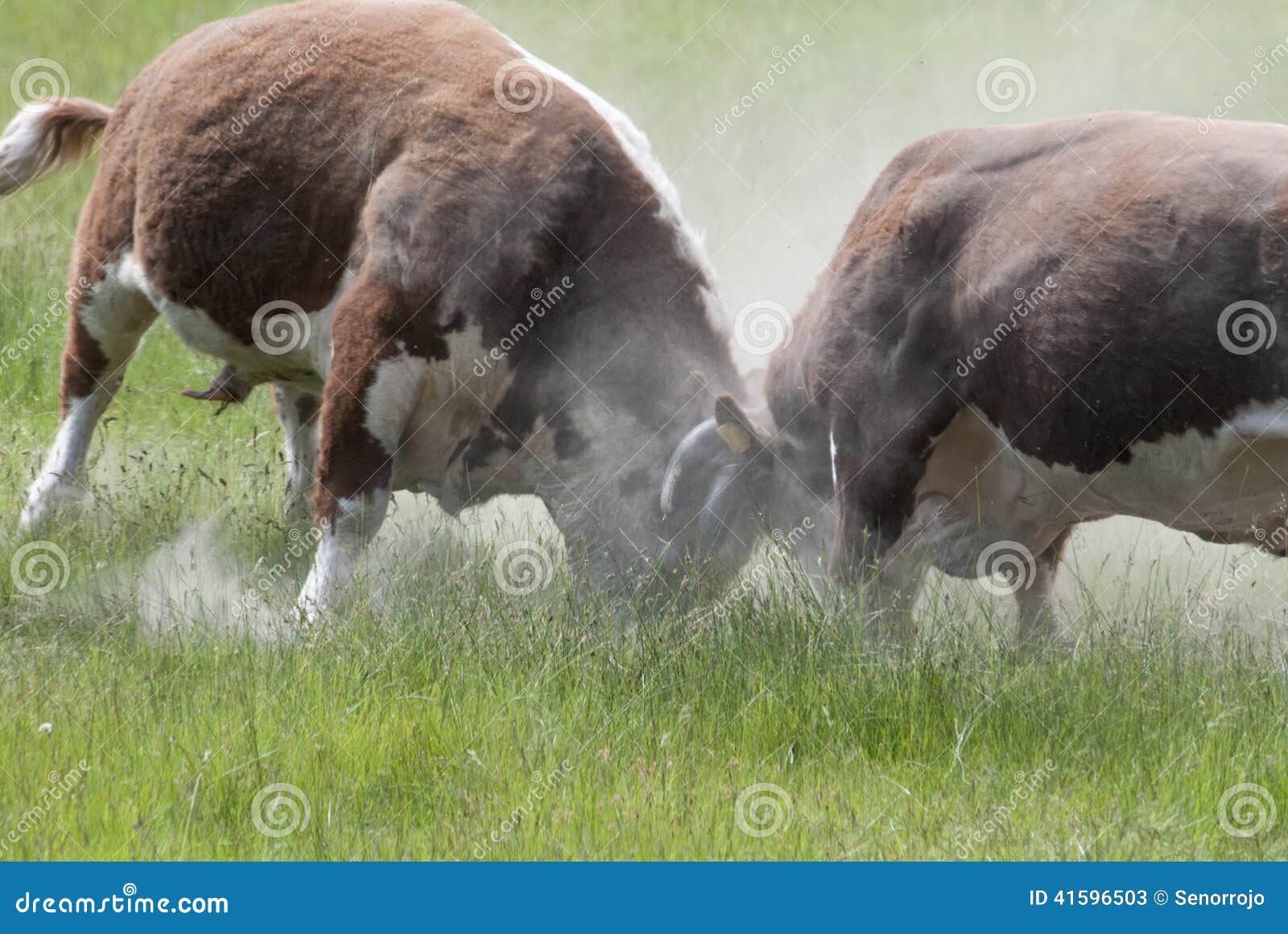 bulls fighting