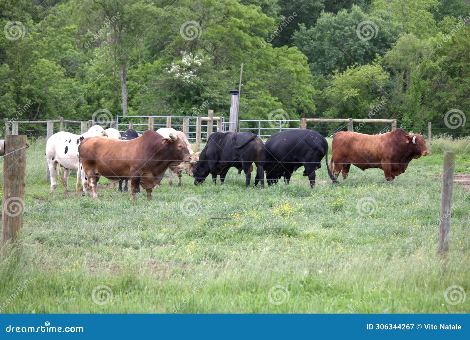 bulls out grazing the farm grass.