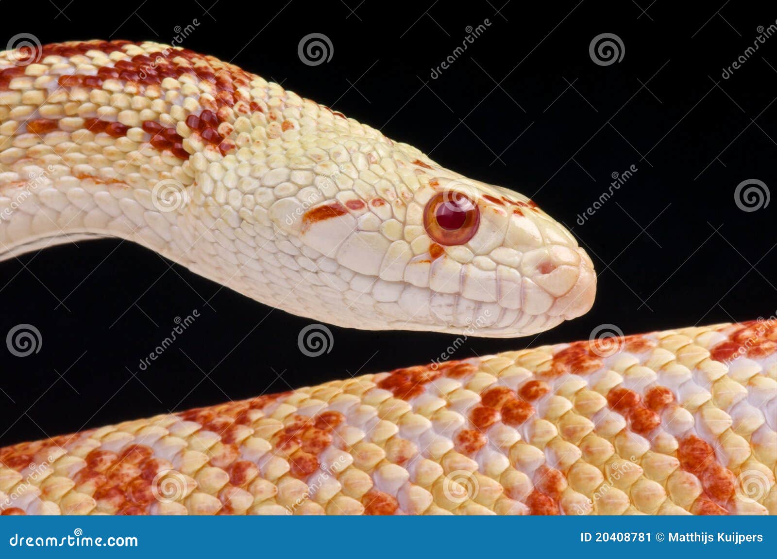 Bullsnake del albino imagen de archivo. Imagen de despredador - 20408781