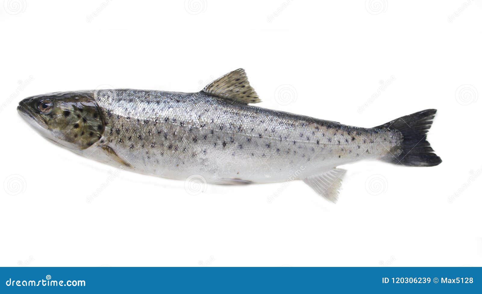 bulltrout (salmo trutta trutta). baltic sea.  on white b