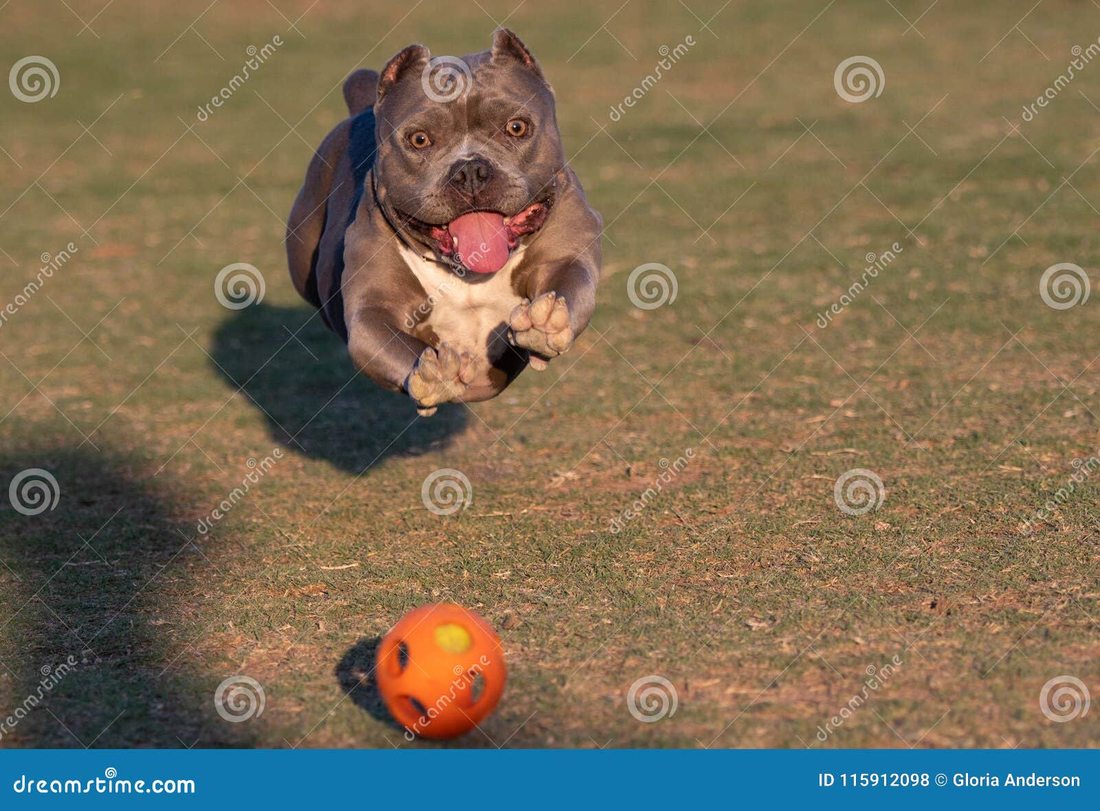 bully ball for dogs