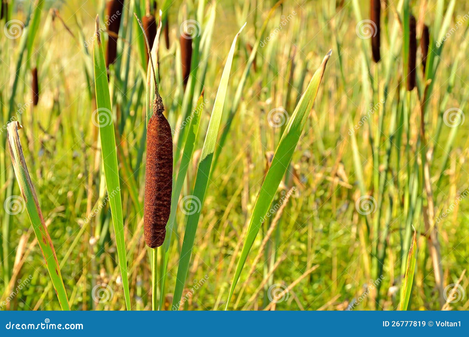 Bulrush plant stock image. Image of green, autumn, leaves 26777819