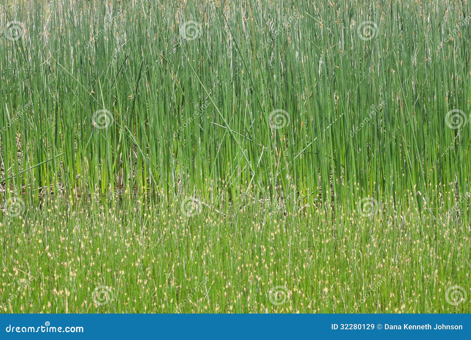 The Wild Reeds - Wikipedia