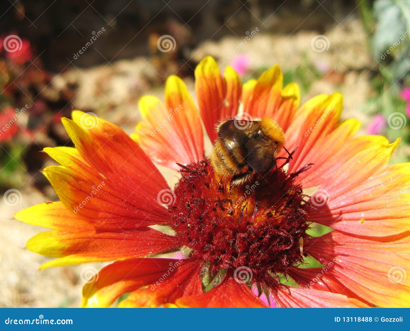 Bumble Bee on a Blanket Flower Stock Photo Image of plant, buzz 13118488