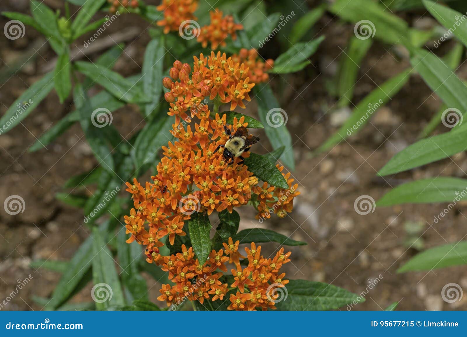 bumble bee on butterfly weed