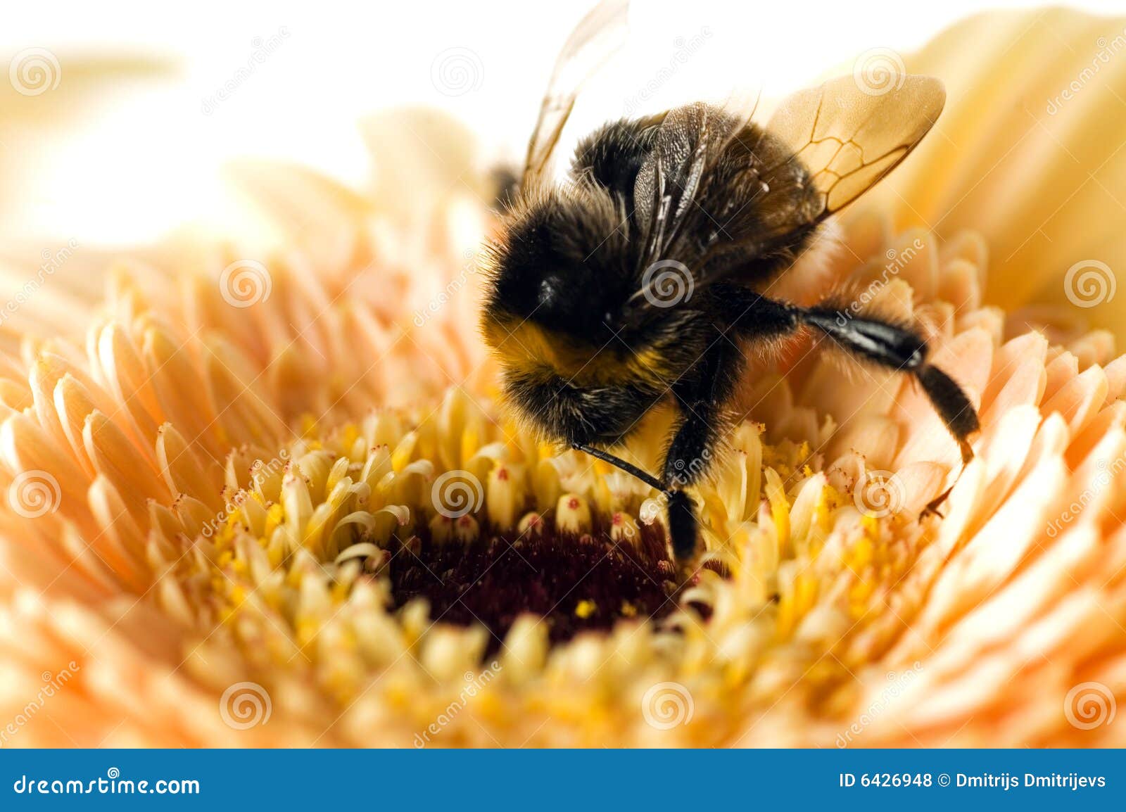 A Bumblebee Collects Pollen on Stock Photo Image of natural