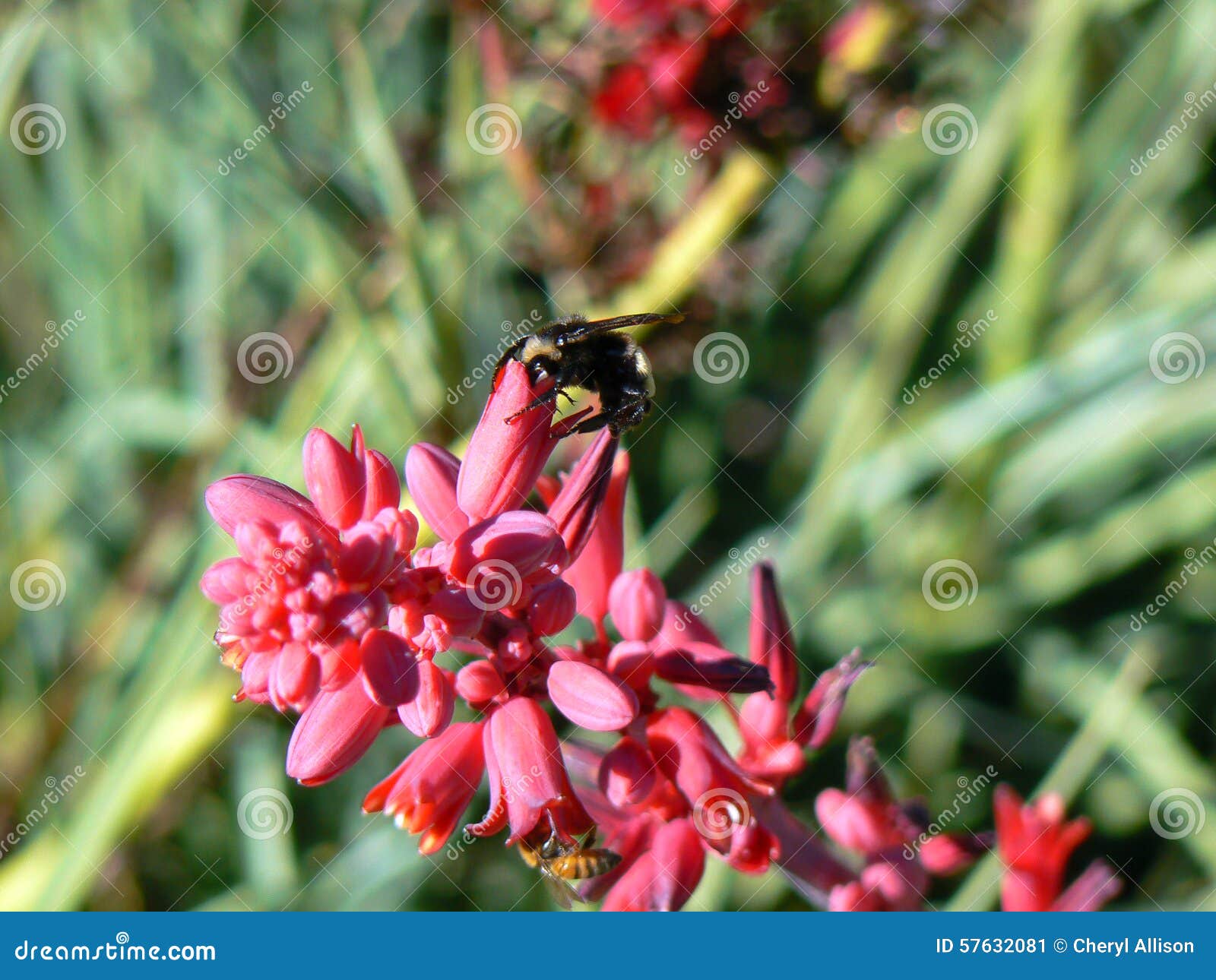 Bumble Bee Eating stock image. Image of eating, close 57632081