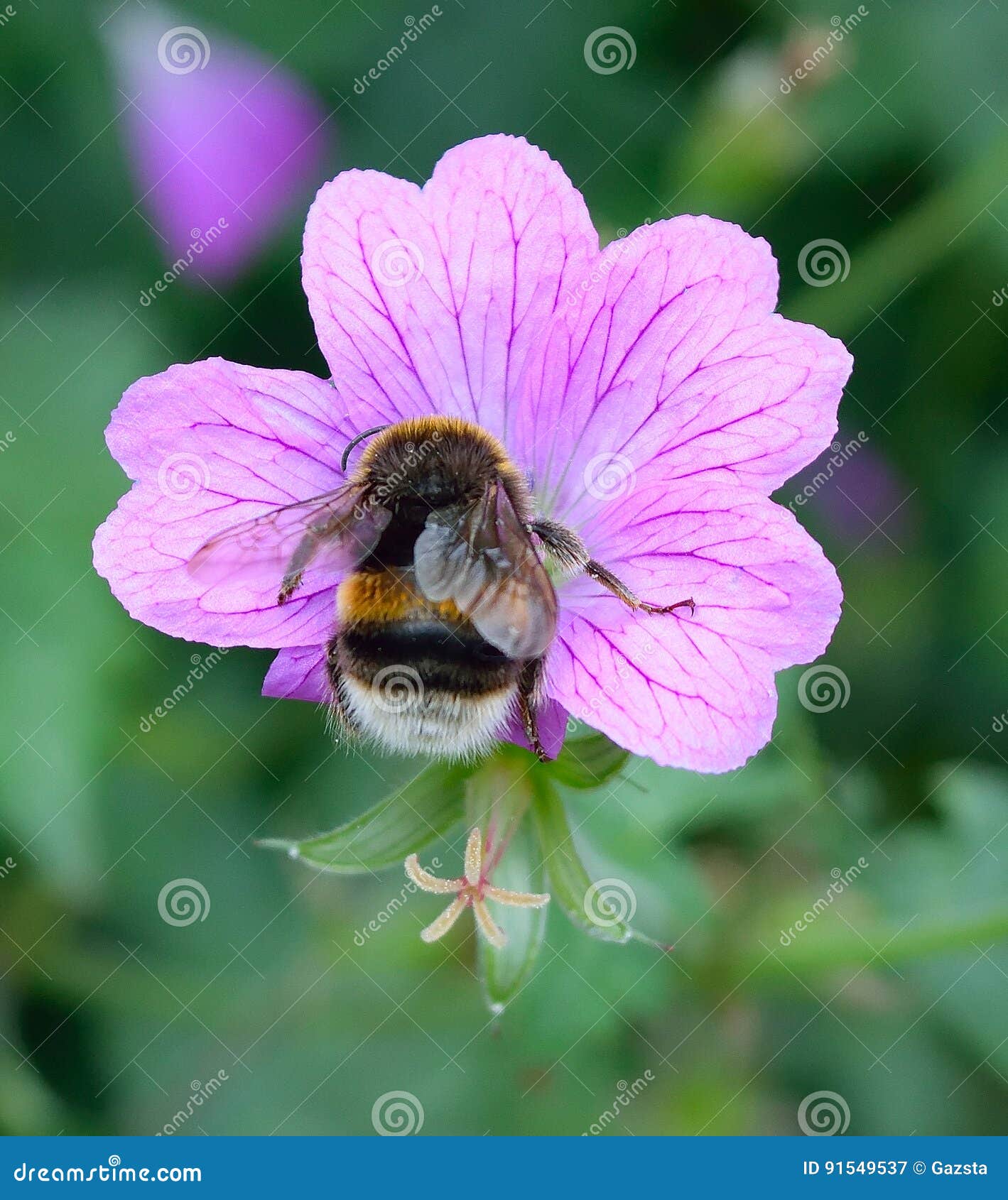 Bumble Bee feeding stock image. Image of peach, petals 91549537