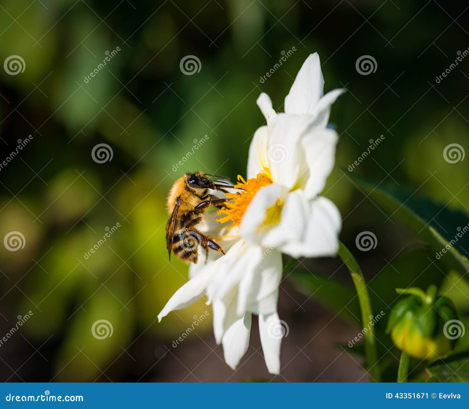 A Bumble Bee Feeds on Flower. Stock Image Image of orange, macro