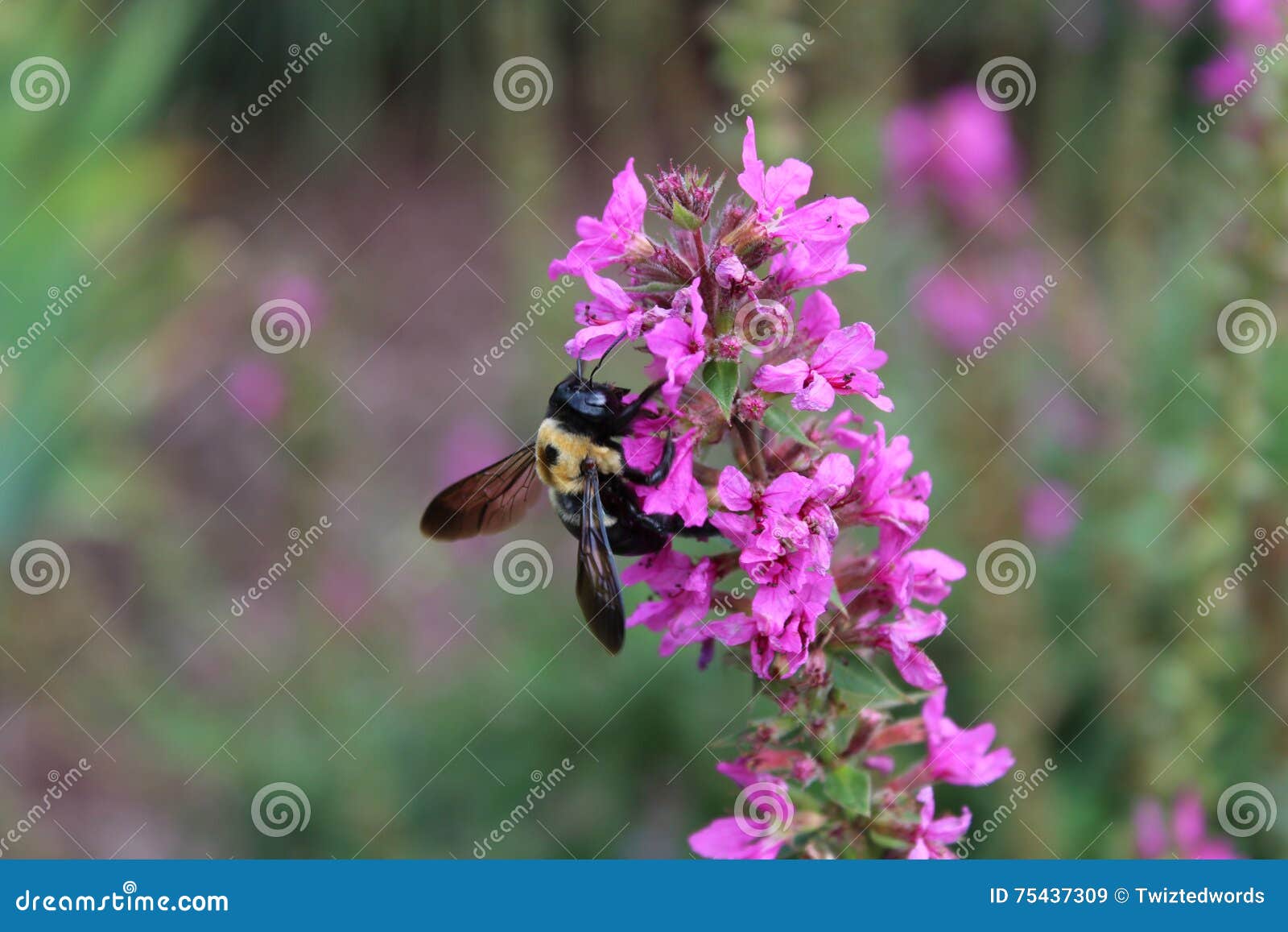 Bumble bee on flower stock image. Image of flower, hyssopus 75437309