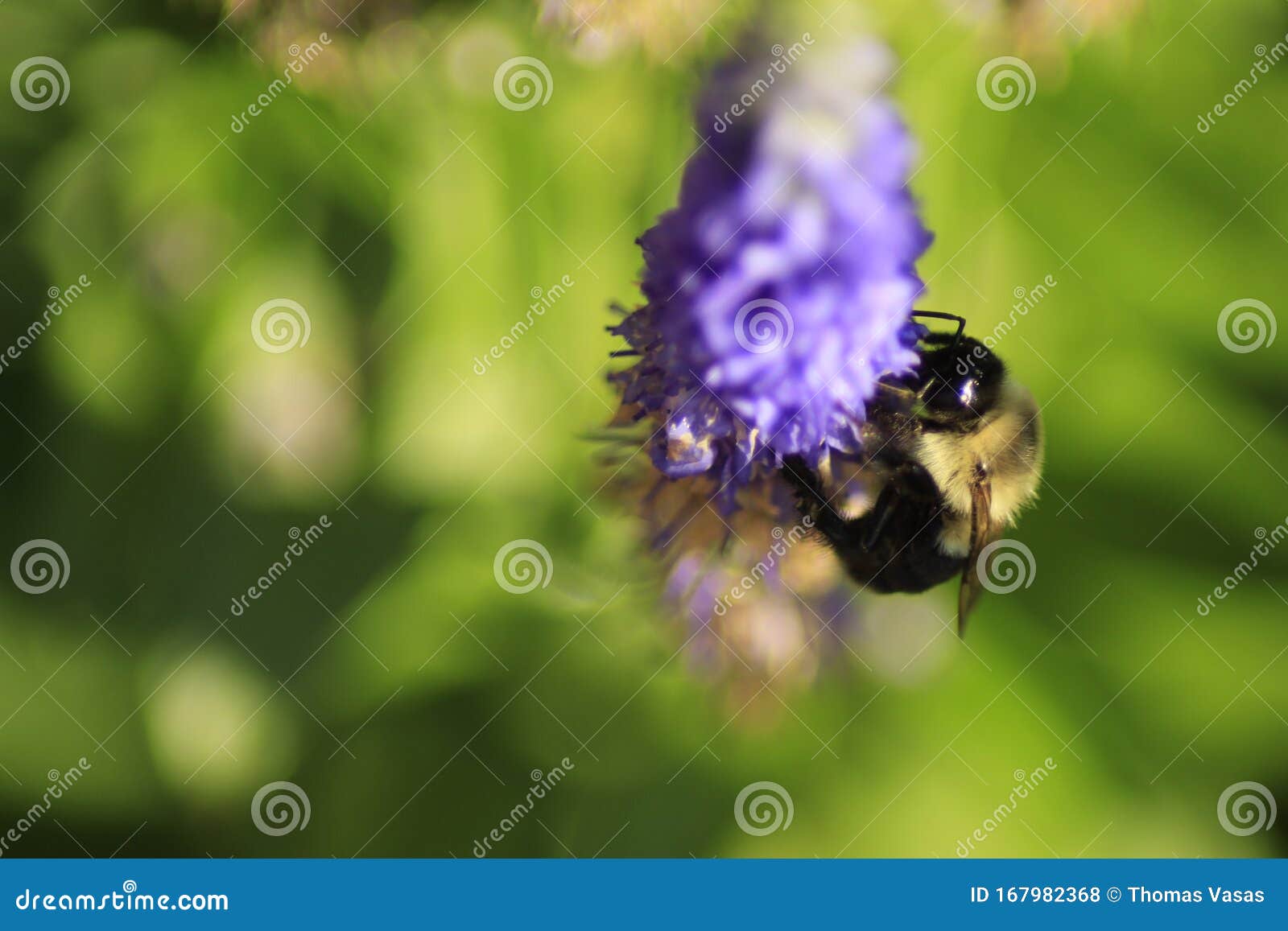 Bumble Bee In The Flower Gardens Stock Photo Image Of Flowers