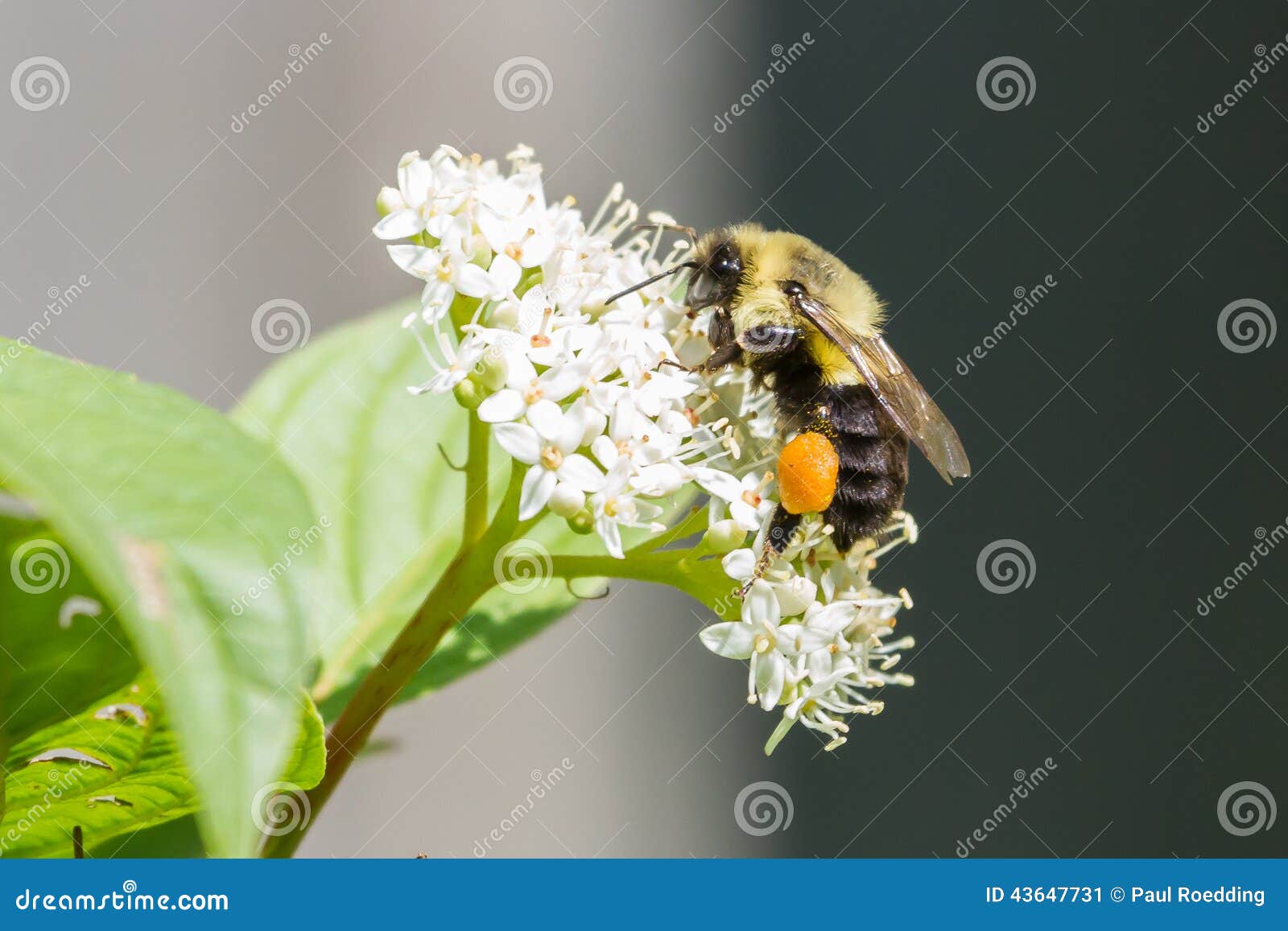 Bumble Bee stock image. Image of insect, corbicula, basket 43647731