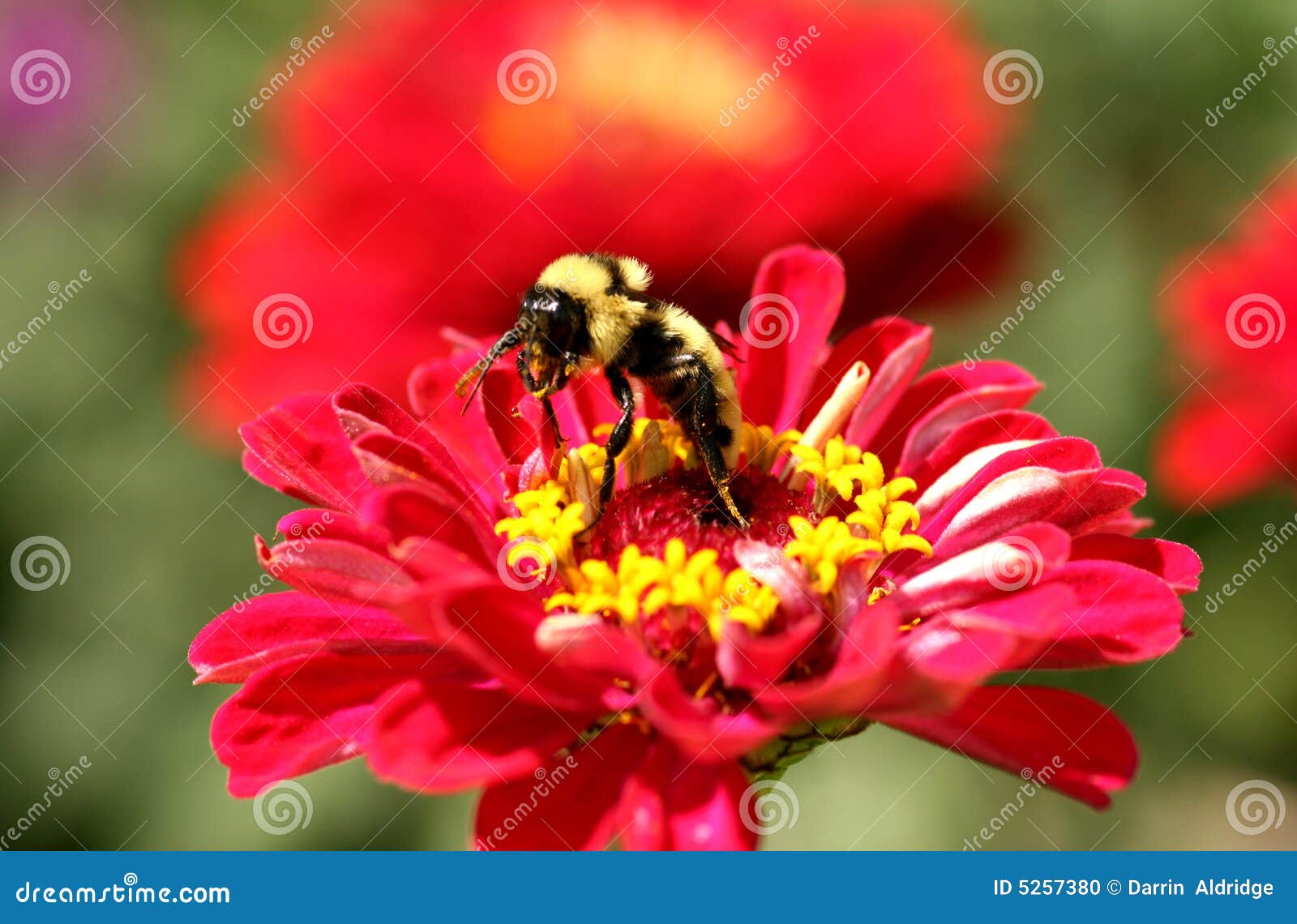 bumble bee gathering nectar
