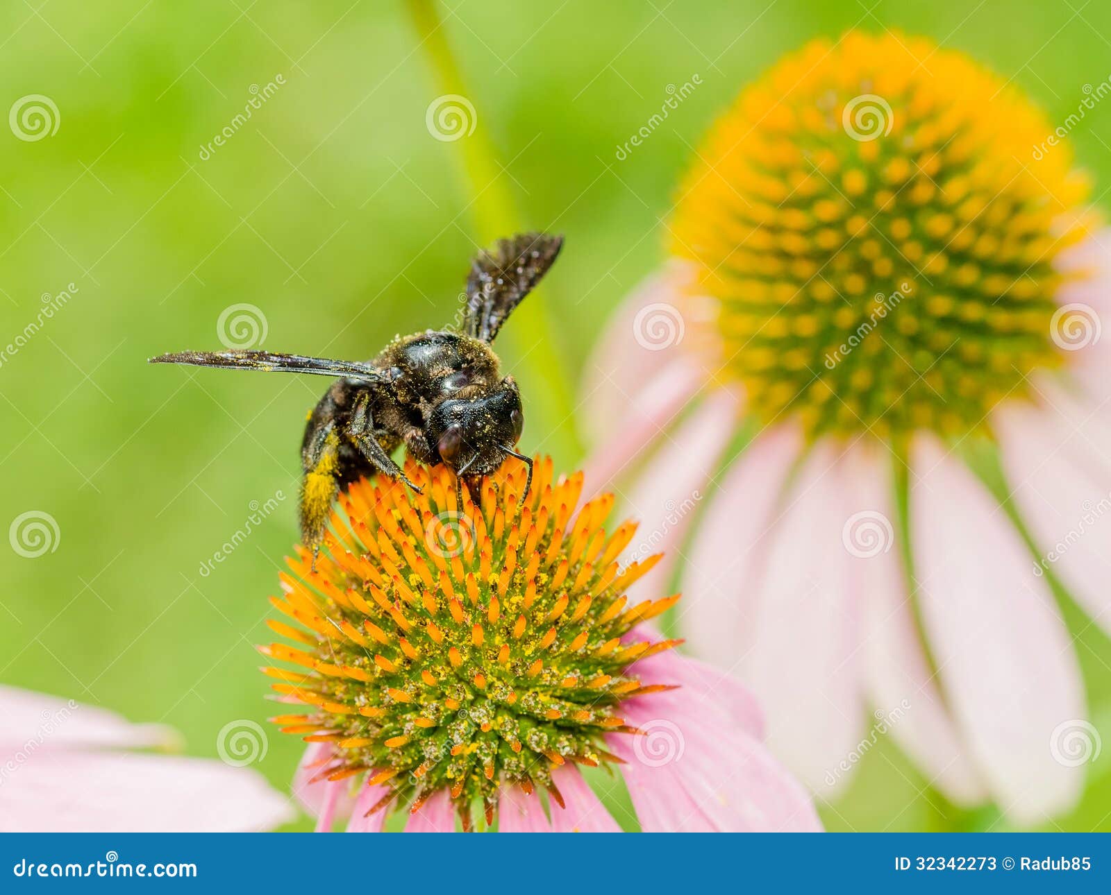 bumble bee gathering polen
