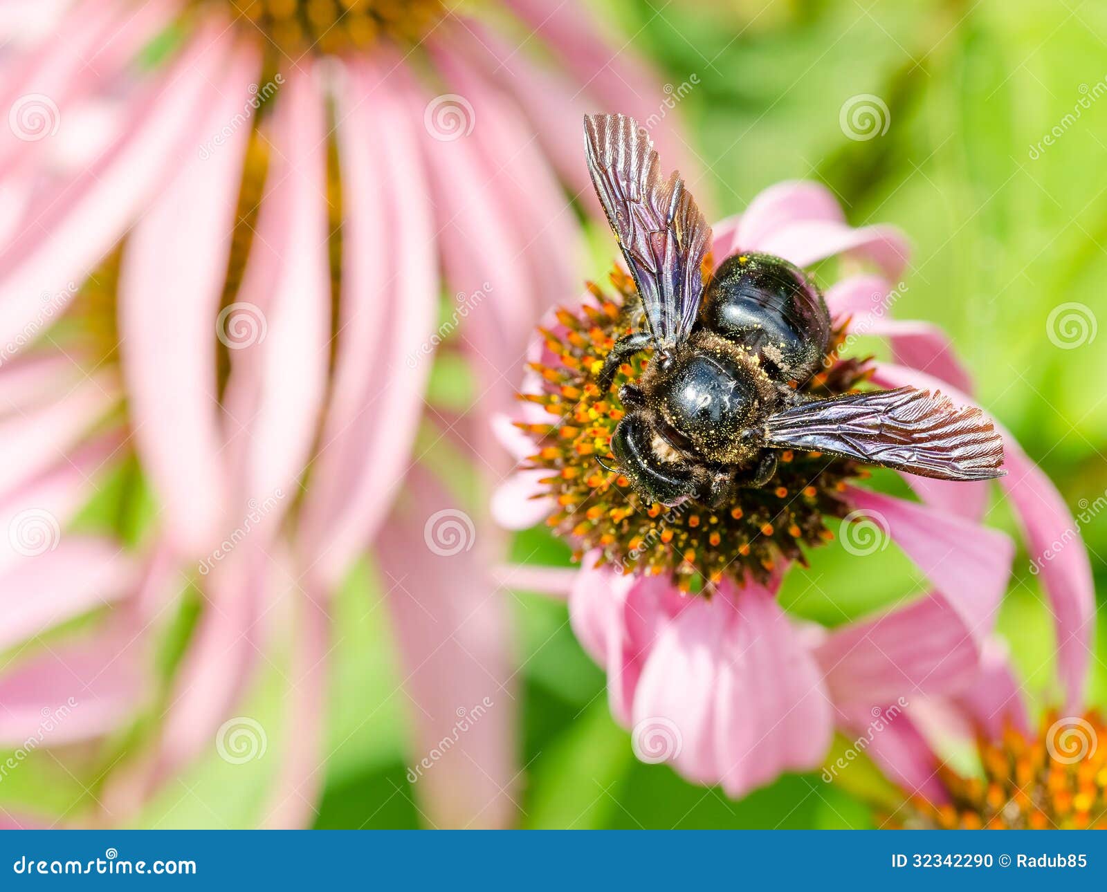 bumble bee gathering polen