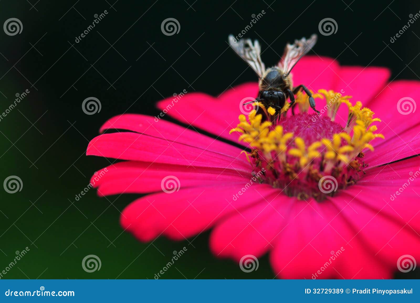 bumble bee gathering polen from zinnia