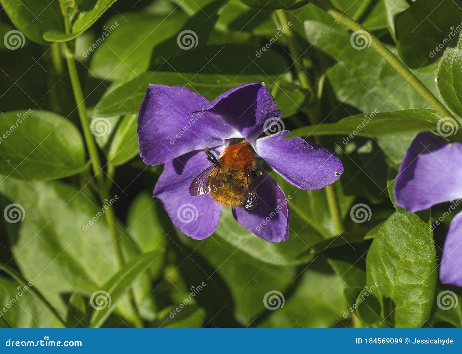Bumble Bee Pollinating a Periwinkle Flower in Spring Stock Image Image of bloosom, color