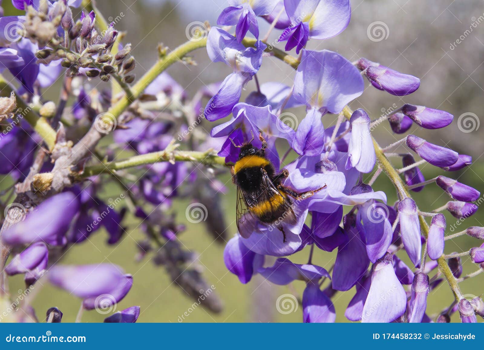 Bumble Bee Pollinating Wisteria Flowers in Spring Stock Photo Image