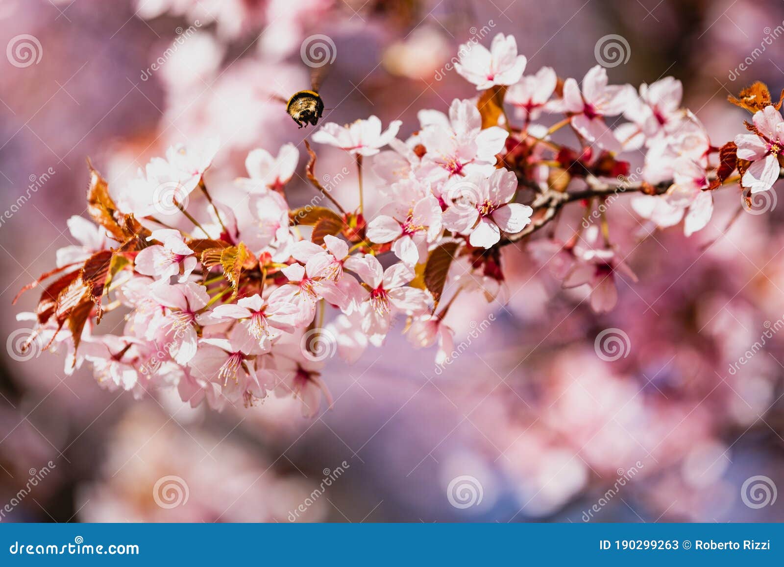 Insects, Nature and Wildlife a Bumble Bee Pollinator Flying Over Pink