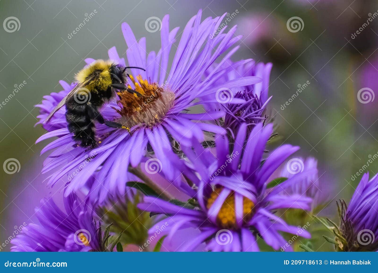 bumble bee on purple asters with yellow centers