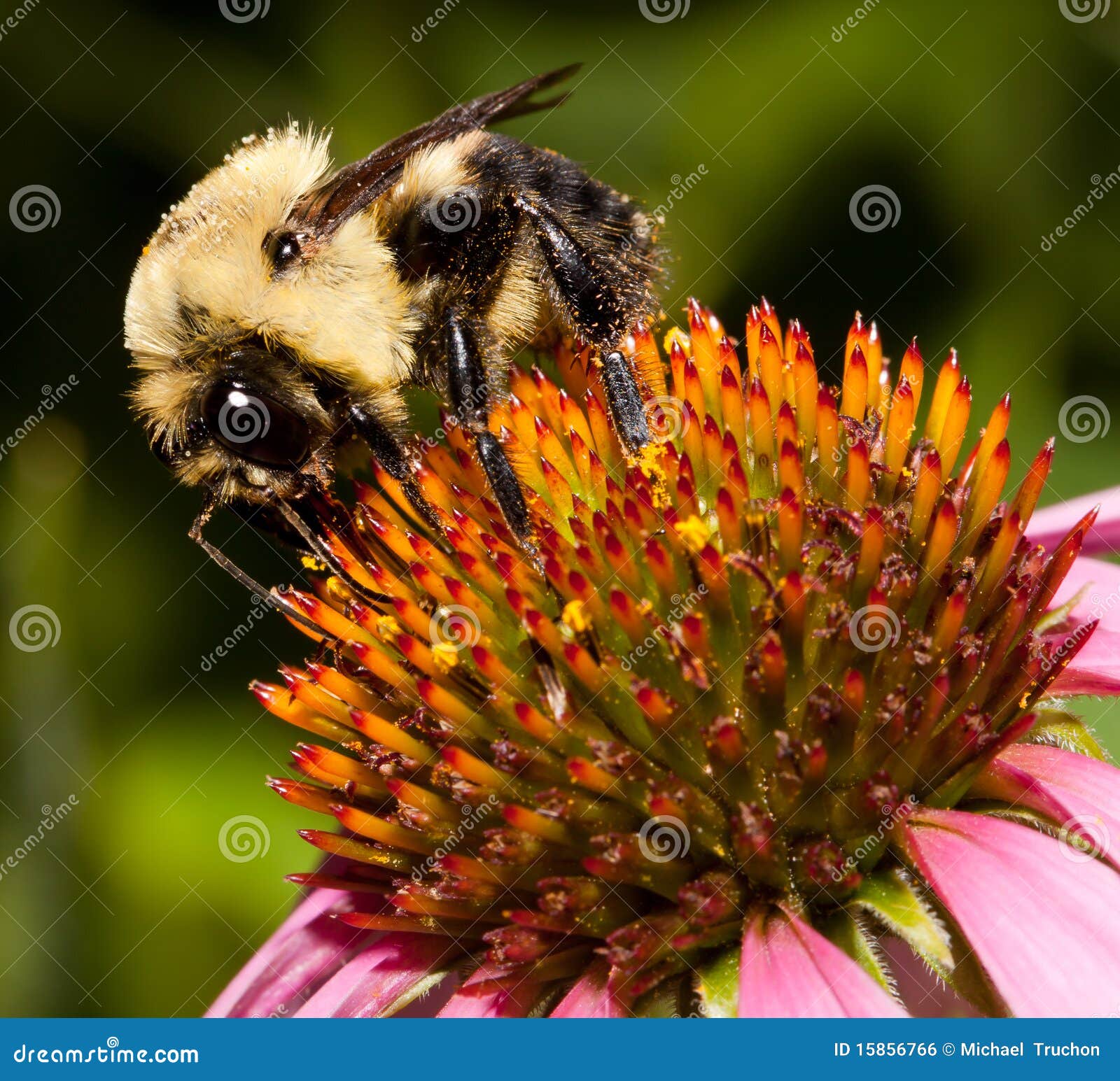 Bumble Bee on a Purple Cone Flower Stock Photo Image of sunflower