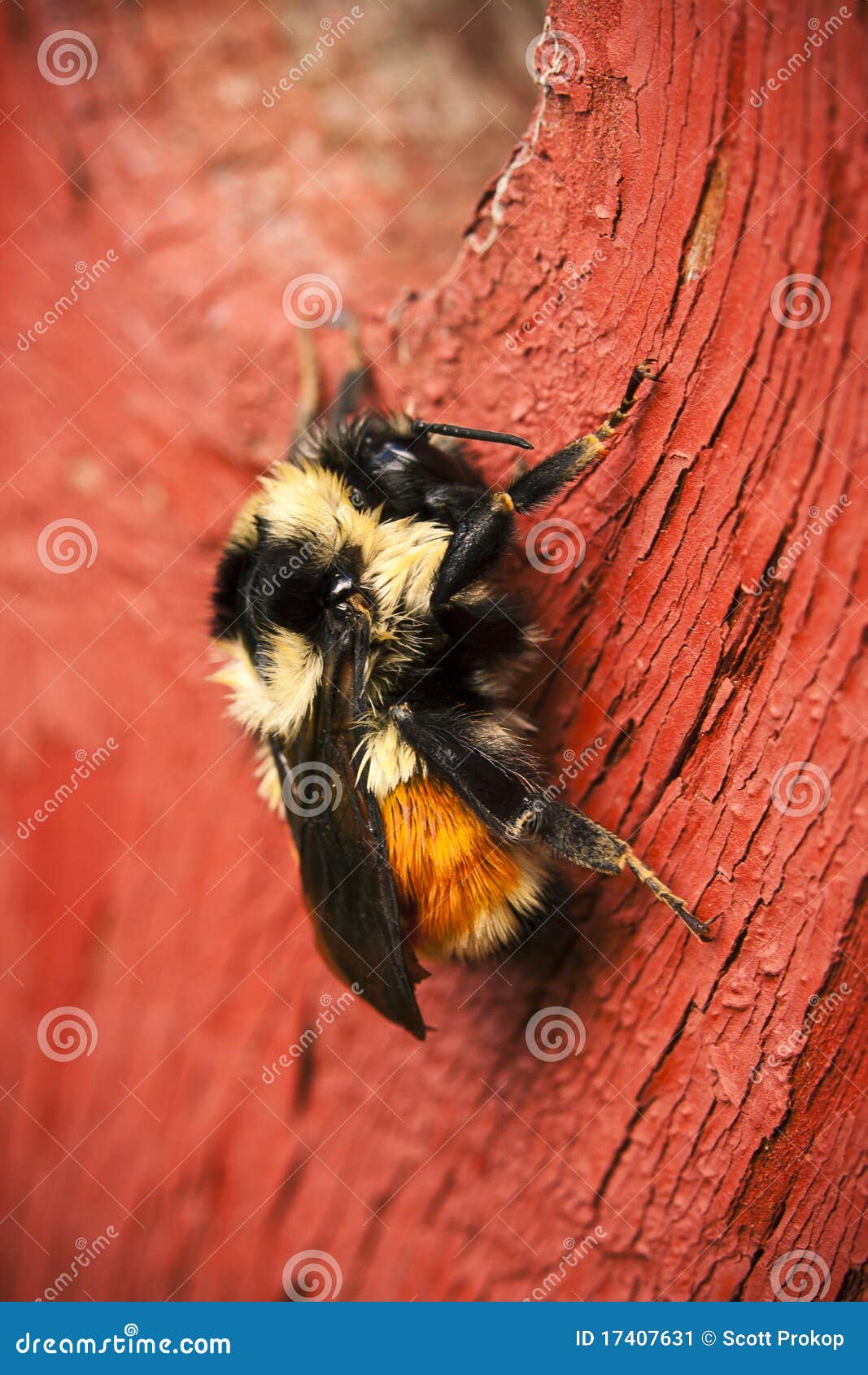 Bumble Bee on Red Wood stock image. Image of macro, bumble 17407631