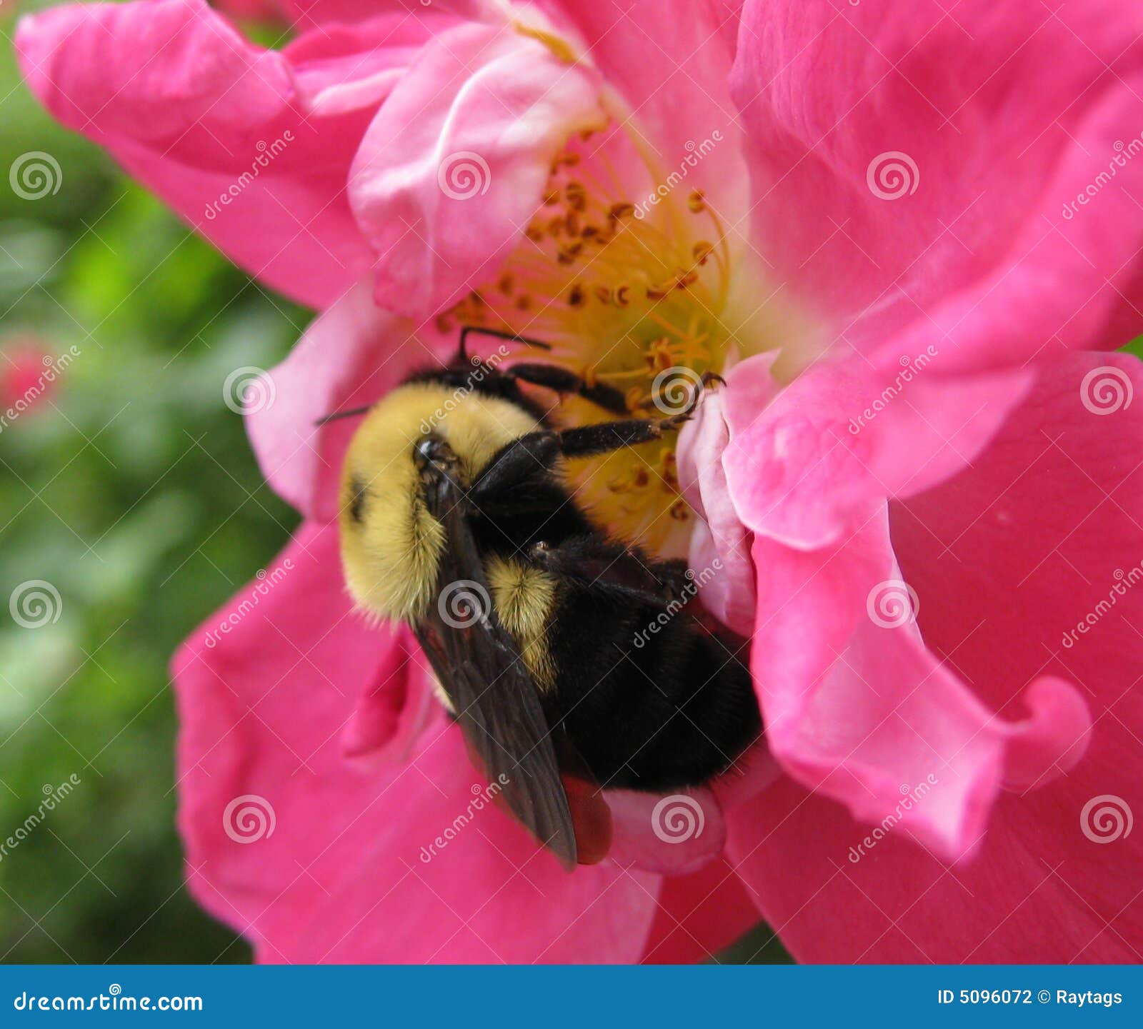 Bumble Bee on the Rose stock photo. Image of rose, colour 5096072